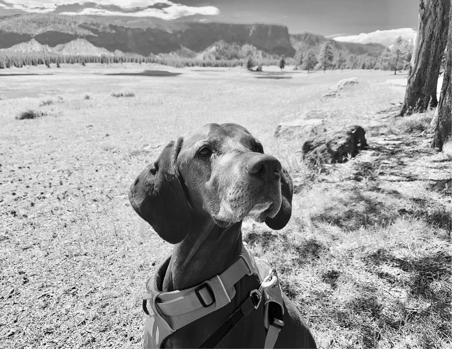 Dog in a meadow with a cliff band across the valley
