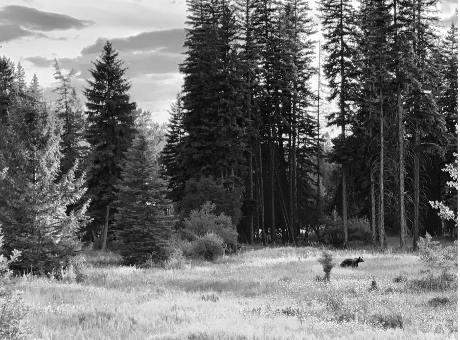 A beautiful scene only in retrospect—unsuspecting fisherman are just off camera. The grizzly charged just after this photo was taken.