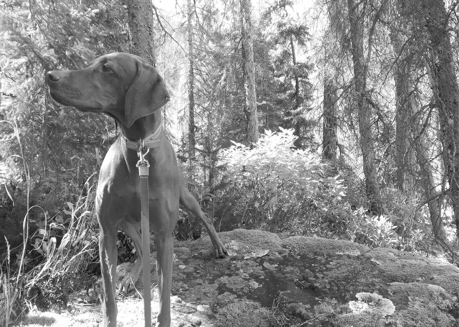 Vizsla on a mossy granite slab in the trees
